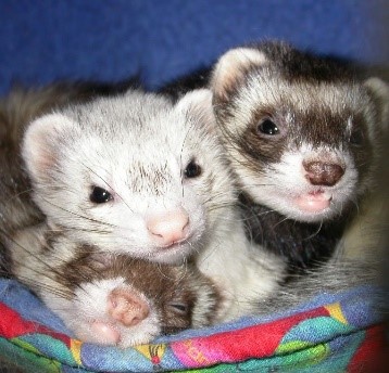 Cute Ferrets